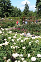  International Rose Test Garden