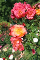  International Rose Test Garden