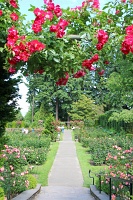  International Rose Test Garden
