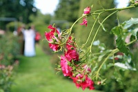  International Rose Test Garden