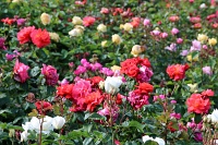  International Rose Test Garden