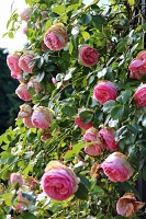  International Rose Test Garden