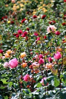  International Rose Test Garden