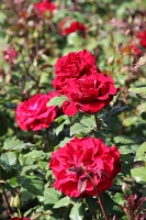  International Rose Test Garden
