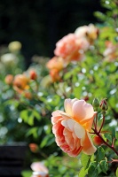  International Rose Test Garden