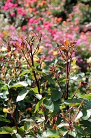  International Rose Test Garden