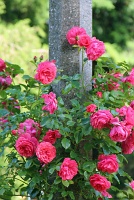  International Rose Test Garden