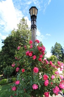  International Rose Test Garden
