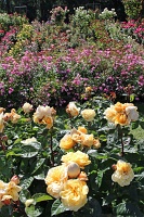  International Rose Test Garden