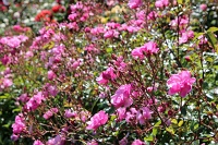  International Rose Test Garden