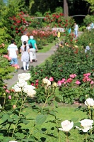  International Rose Test Garden