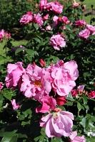  International Rose Test Garden