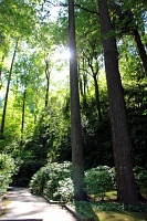  Japanese Garden