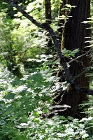  Japanese Garden