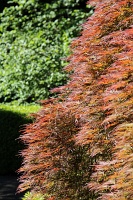  Japanese Garden