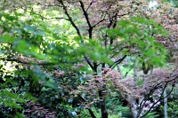  Japanese Garden