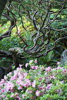  Japanese Garden
