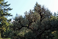  Japanese Garden