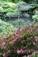  Japanese Garden