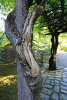  Japanese Garden