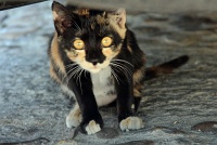  Gato suspendido - Toledo