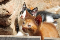  Gatitos - Alhambra Palace, Granada