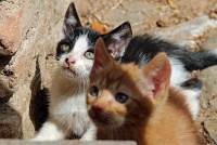  Gatitos - Alhambra Palace, Granada