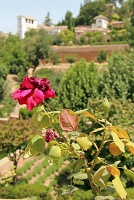 Alhambra Palace, Granada