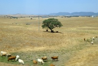  Countryside between Madrid and Seville