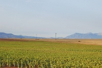  Countryside between Seville and Granada