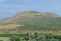  Countryside between Seville and Granada