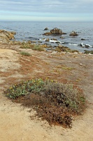  17-Mile Drive, Monterey Peninsula