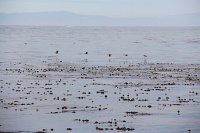 17-Mile Drive, Monterey Peninsula