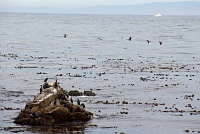  17-Mile Drive, Monterey Peninsula