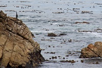  17-Mile Drive, Monterey Peninsula