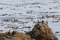  17-Mile Drive, Monterey Peninsula