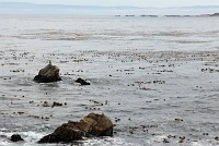  17-Mile Drive, Monterey Peninsula