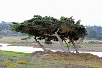  17-Mile Drive, Monterey Peninsula