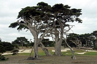  17-Mile Drive, Monterey Peninsula