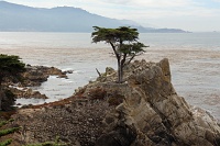  Lone Cypress - 17-Mile Drive, Monterey Peninsula
