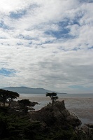  Lone Cypress - 17-Mile Drive, Monterey Peninsula