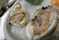  Raw Oysters - Yankee Pier, San Francisco International Airport