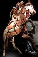  Body Worlds at Discovery Times Square