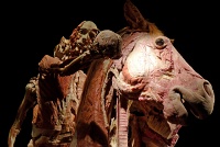  Body Worlds at Discovery Times Square