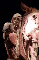  Body Worlds at Discovery Times Square