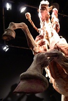  Body Worlds at Discovery Times Square