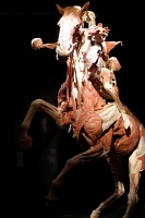  Body Worlds at Discovery Times Square