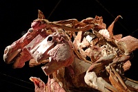  Body Worlds at Discovery Times Square