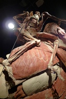  Body Worlds at Discovery Times Square