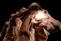  Body Worlds at Discovery Times Square